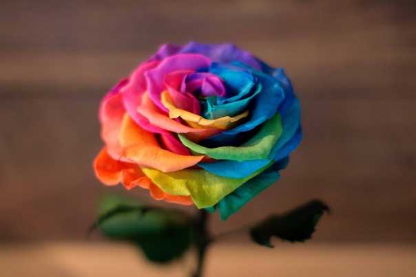 Как сделать радужную розу (с иллюстрациями) - wikihow