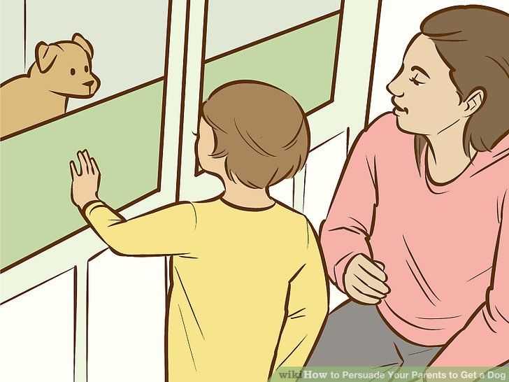 Как выпросить у родителей собаку, как уговорить маму завести щенка, способы и советы