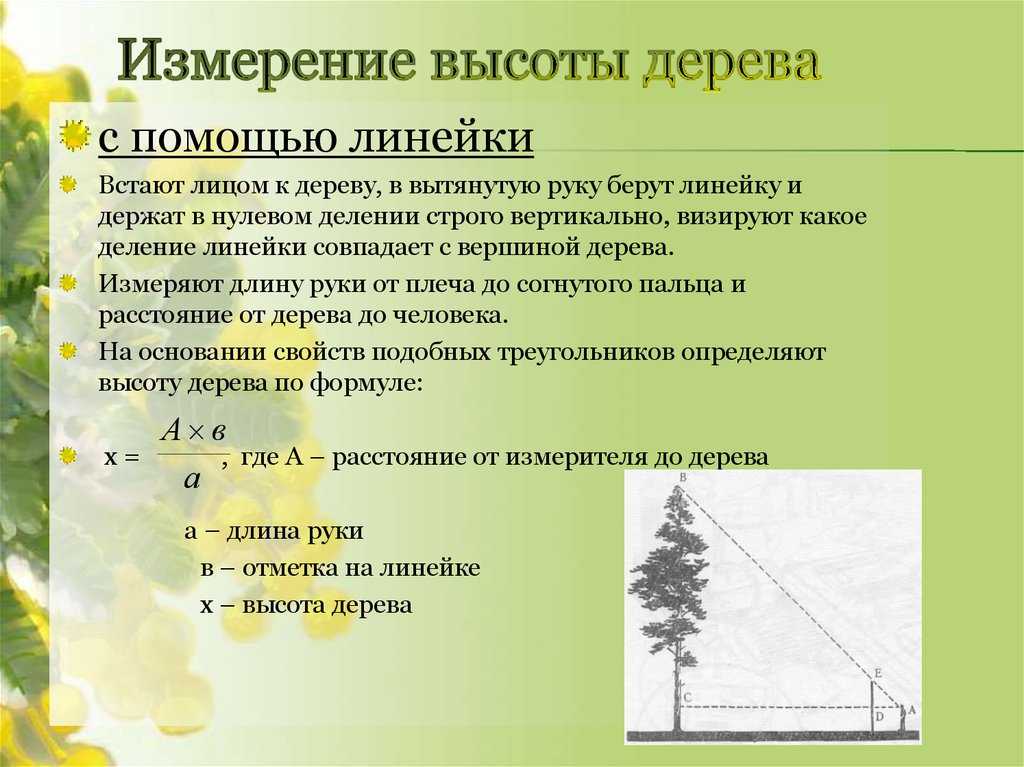 Как измерить высоту дерева - wikihow