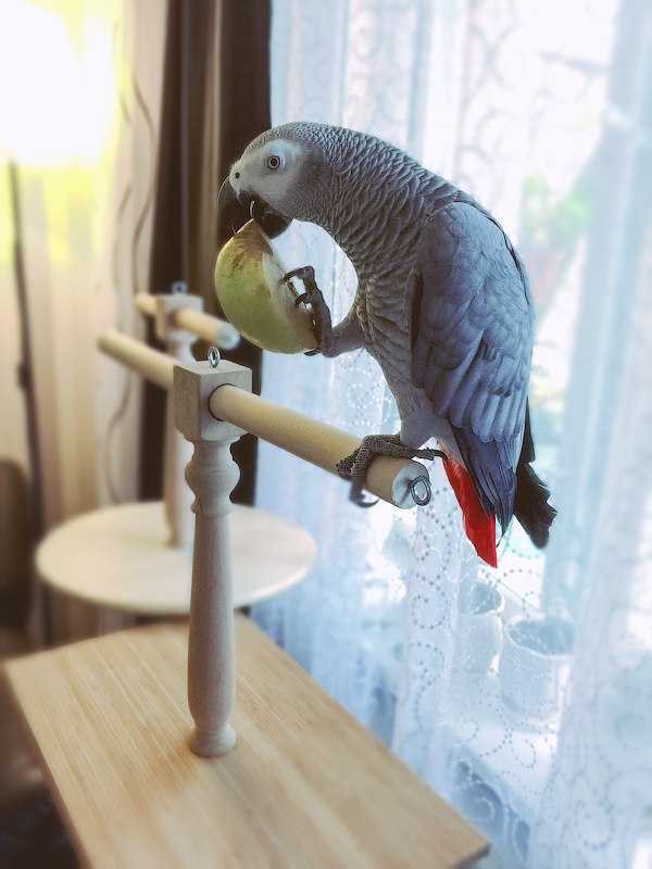 Воспитание попугая - энциклопедия владельца птицы
