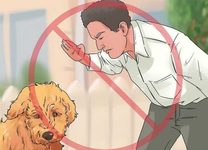 Что делать, если собака рычит и огрызается на хозяина