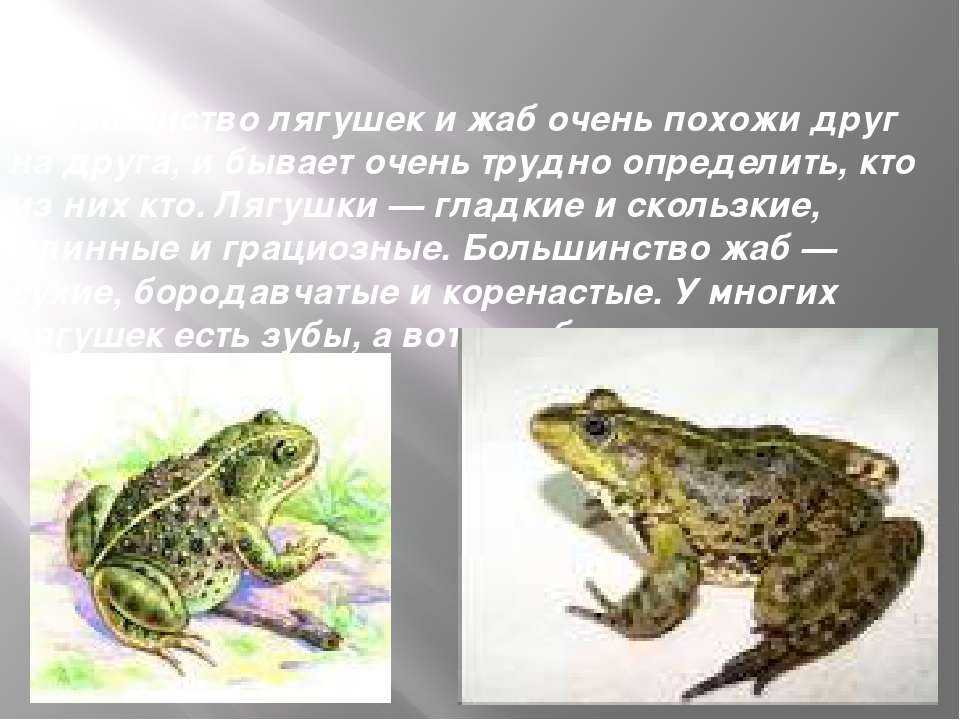 Чем отличается жаба от лягушки