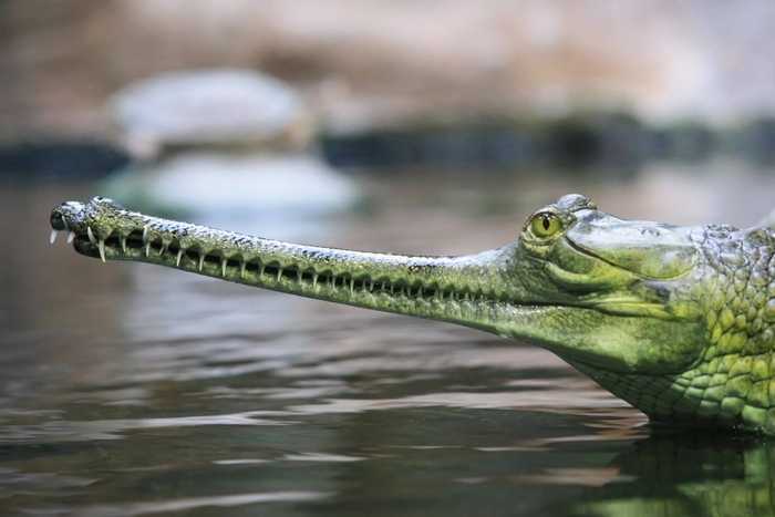Как отличить крокодила и аллигатора: 9 шагов