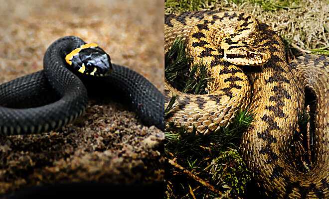 Ползучие и шипучие… каких змей стоит остерегаться и как отличить ядовитую от неядовитой