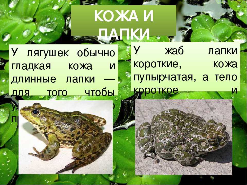 Как отличить лягушку от жабы - wikihow
