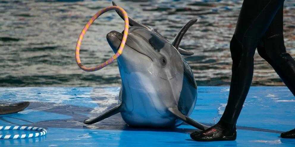10 причин, почему все дельфинарии надо закрыть