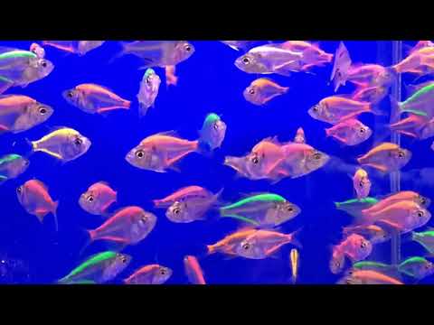 Стеклянный окунь аквариумная рыбка содержание и совместимость. окунь стеклянный — аквариумная рыбка