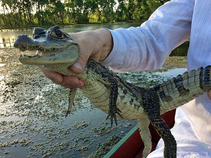 Крокодил или аллигатор — кто опаснее