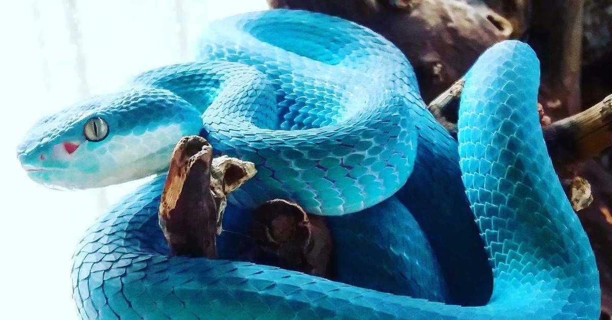 Коралловая змея: как выглядит, где встречается, как ухаживать в домашних условиях