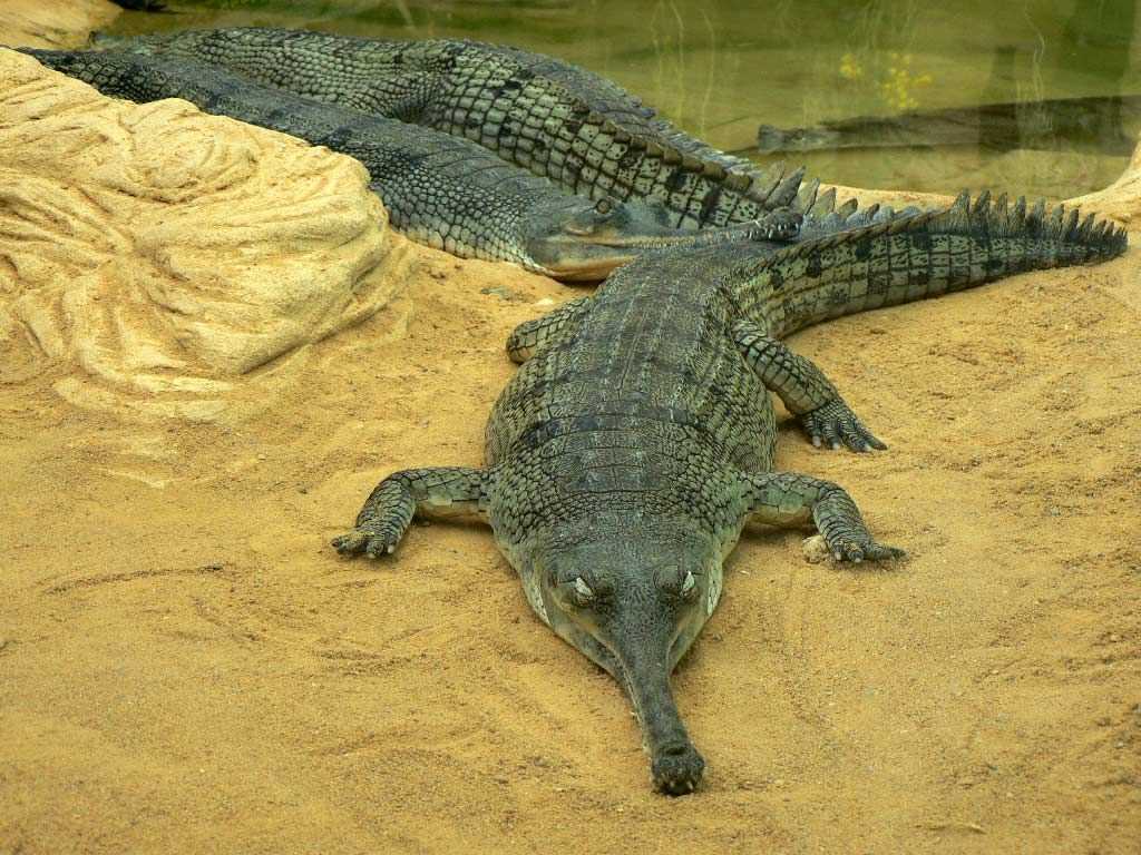 Отличие аллигатора от крокодила. чем могут отличаться