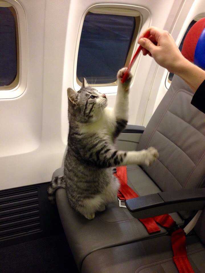 Правила перевозки кошек на самолете по россии и миру