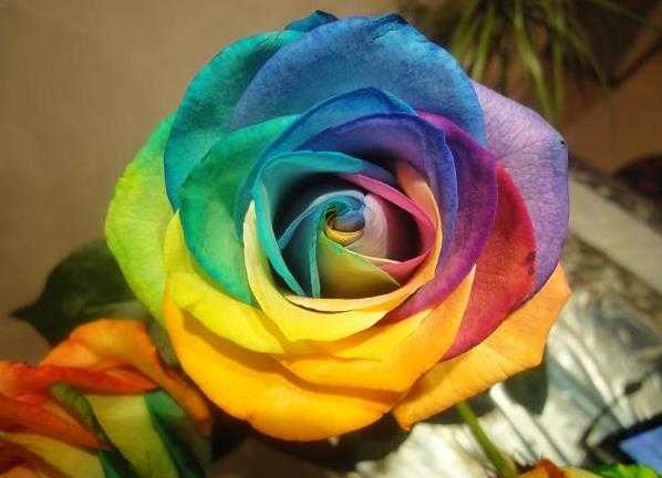 ✅ как сделать радужные розы с цветными лепестками - сад62.рф