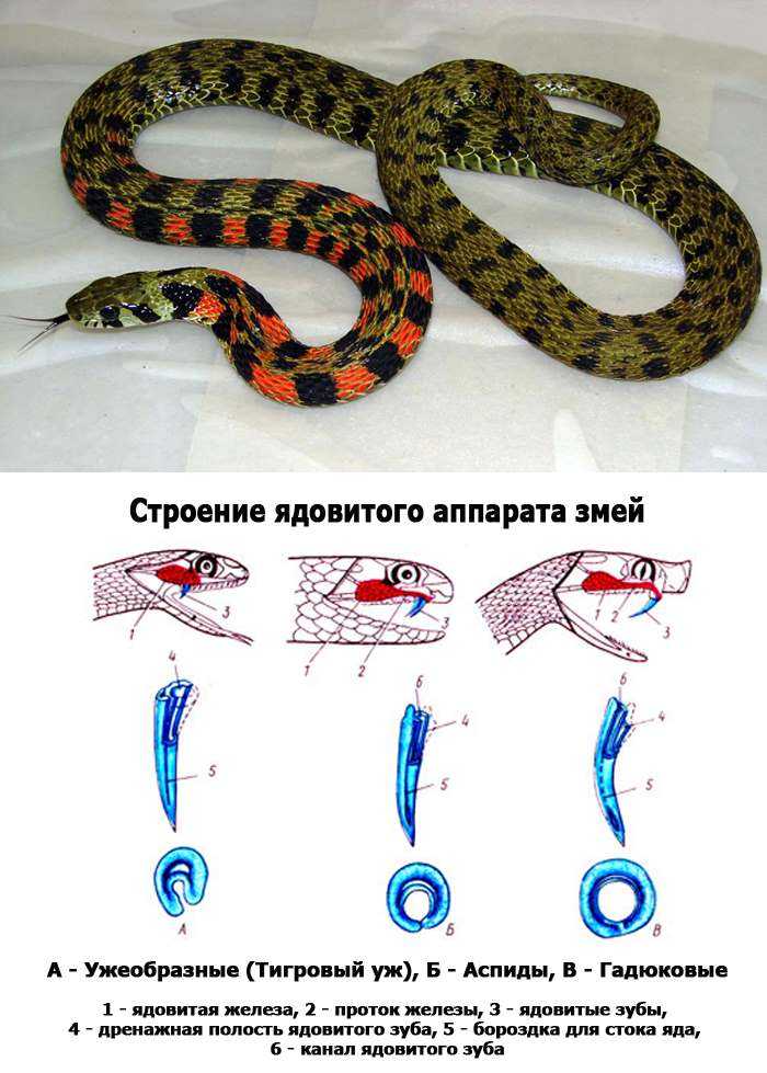 Змеи: как отличить гадюку от ужа и что делать при укусе