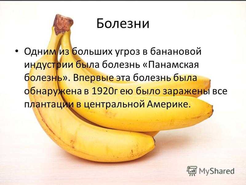 Полезно ли есть бананы утром натощак? в чем опасность употребления бананов натощак?