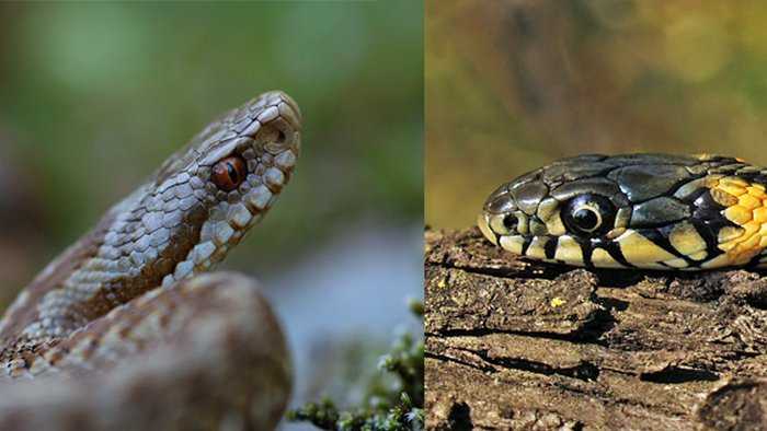 Как отличить ядовитую змею от неядовитой? | meduza4u
