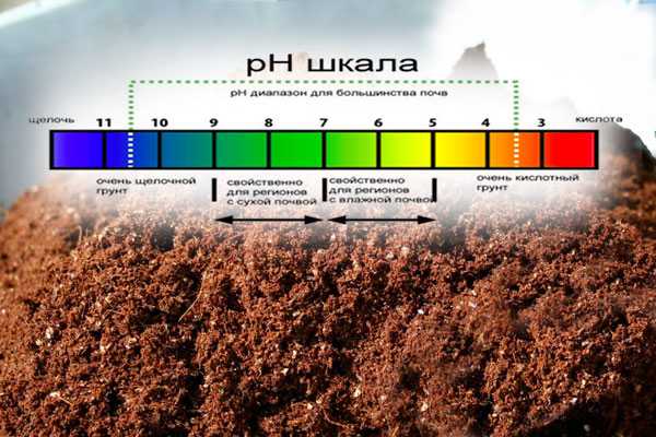 Как в домашних условиях определить кислотность почвы