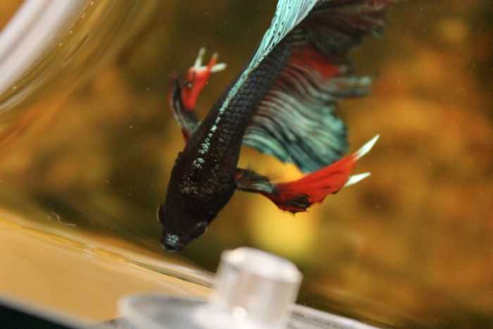 🚩 бойцовская рыбка петушок – он идеален для начинающего аквариумиста