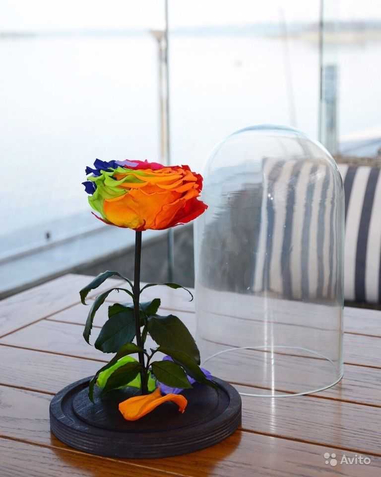 Радужная роза: фото, описание, как выращиванию или делают цветок разноцветным