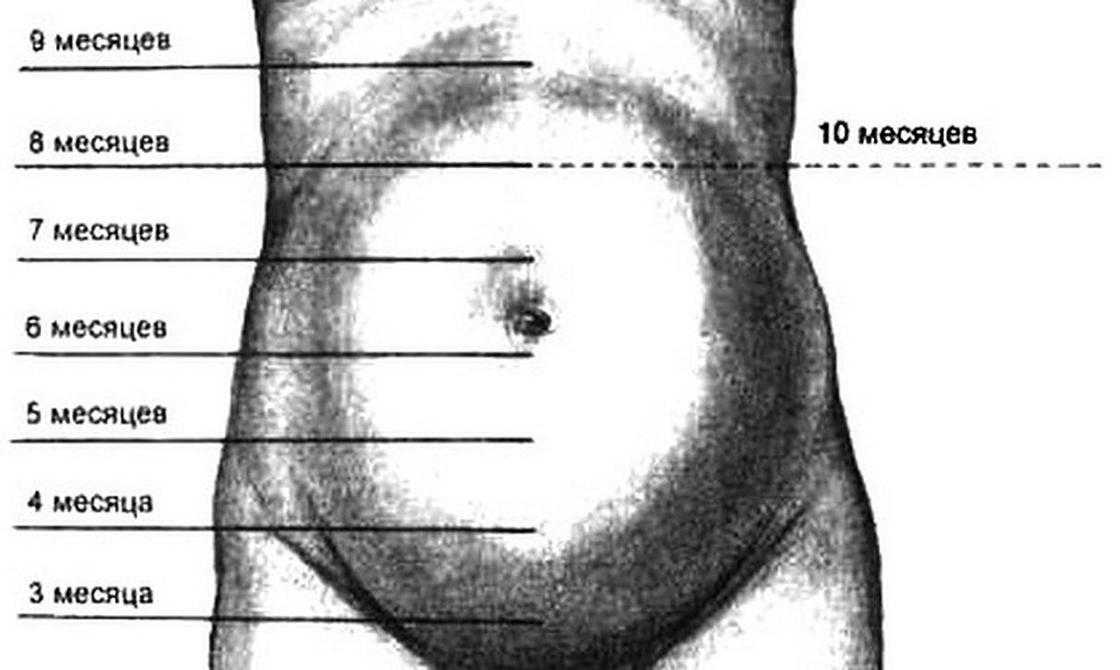 Высота стояния дна матки во время беременности и после родов. как измерить высоту стояния дна матки? для чего измеряют высоту стояния дна матки. причины несоответствия высоты стояния дна матки срокам беременности :: polismed.com