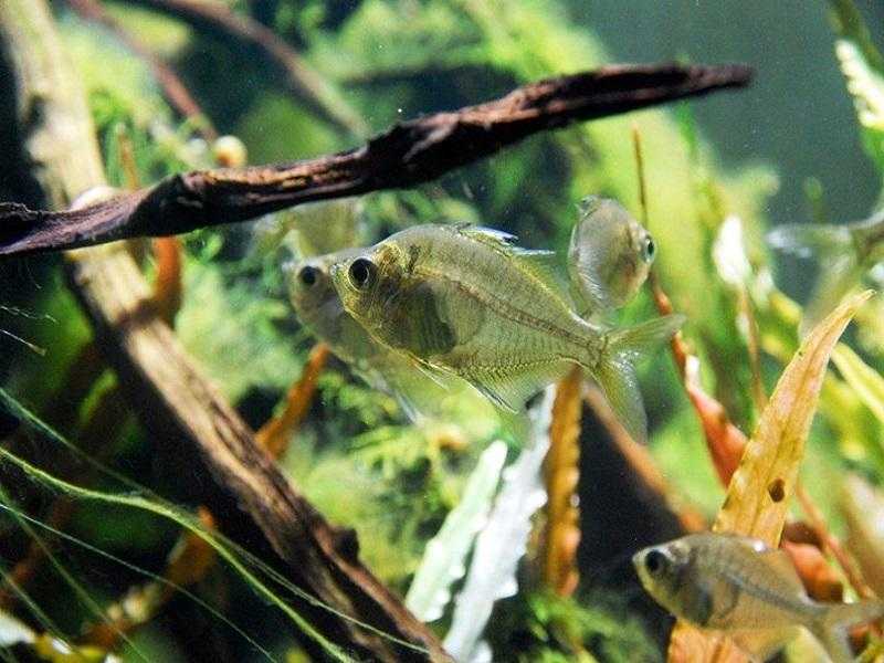 Cодержание речных рыб в аквариуме, создание биотопа