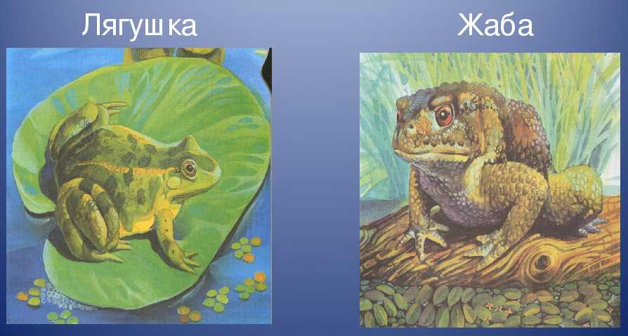 Сравнение жабы и лягушки – основные сходства и различия