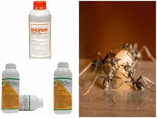 Самое эффективное средство от муравьев действует в определенных условиях