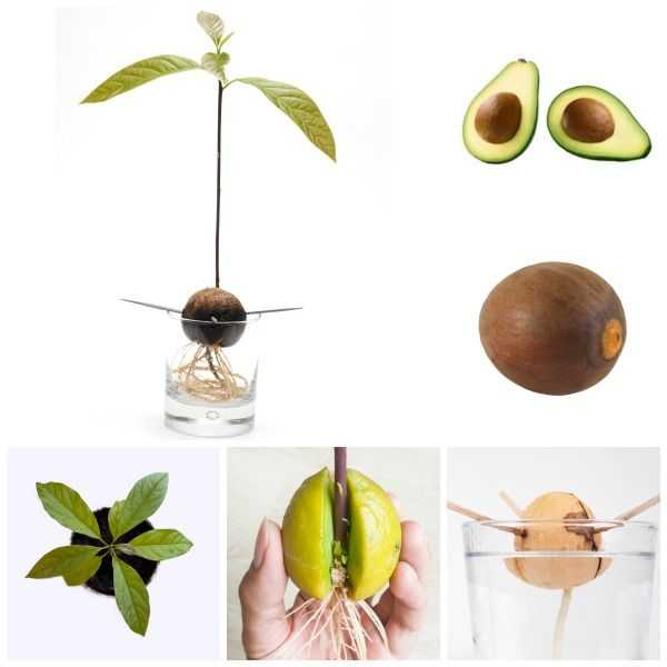 Что делать с косточкой авокадо, можно ли ее есть людям? косточка авокадо: лечебные свойства, польза и вред для организма человека. косточка, ядро авокадо: рецепты приготовления, поделки, маска для лица