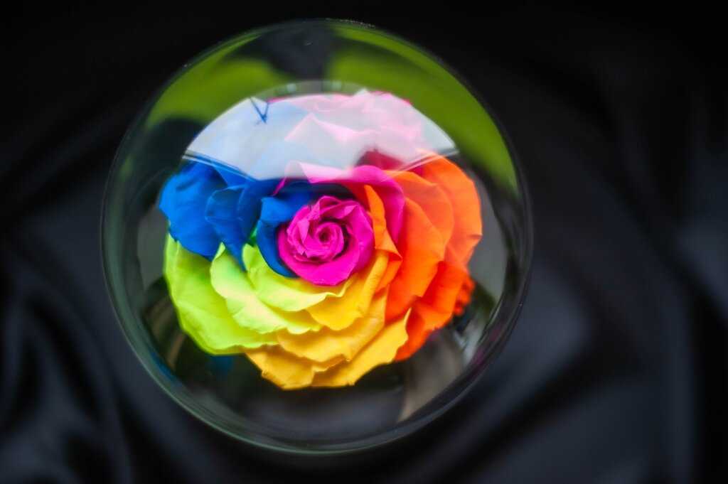 Радужные розы: как делать цветы с разноцветными лепестками