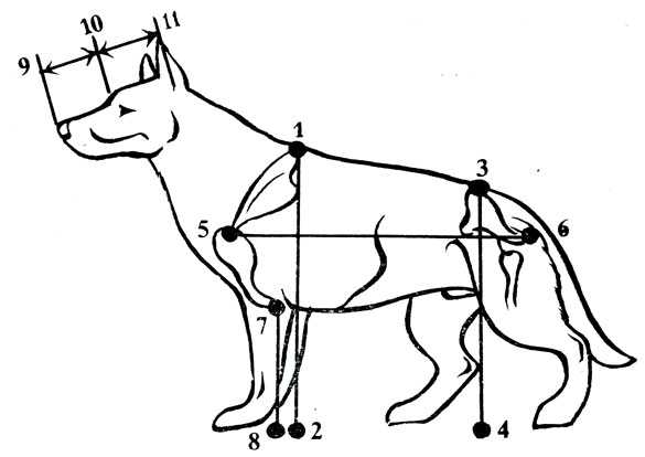Размеры французского бульдога от щенка до взрослой собаки: как измерить рост и вес, определяем размер обуви, одежды, ошейника или лежанки для питомца