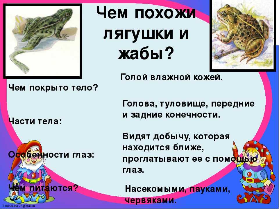 Сравнение лягушки и жабы: сходство и различия