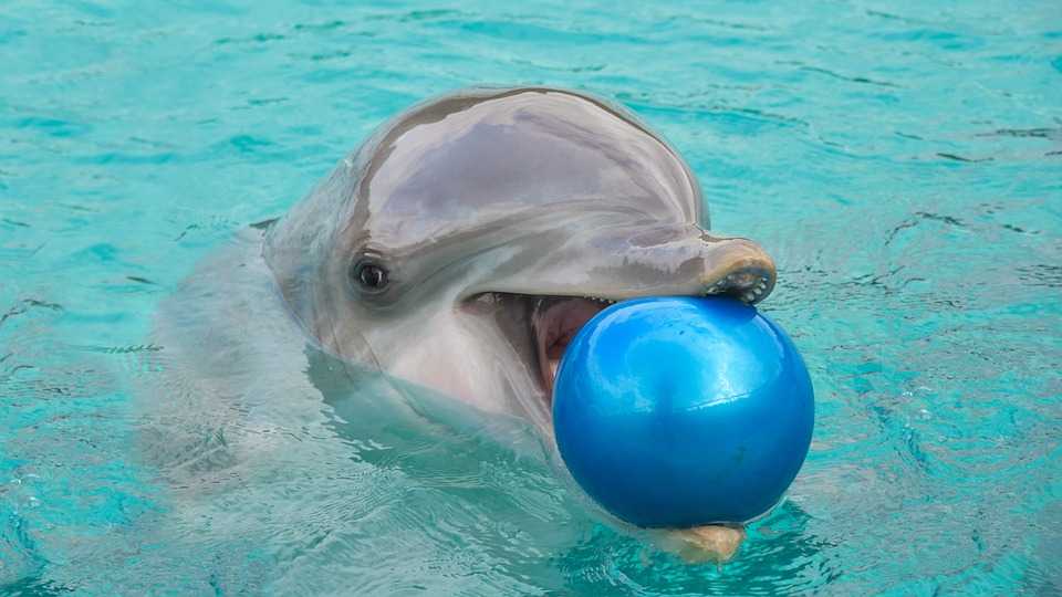 How to become a dolphin trainer: 13 steps (with pictures)