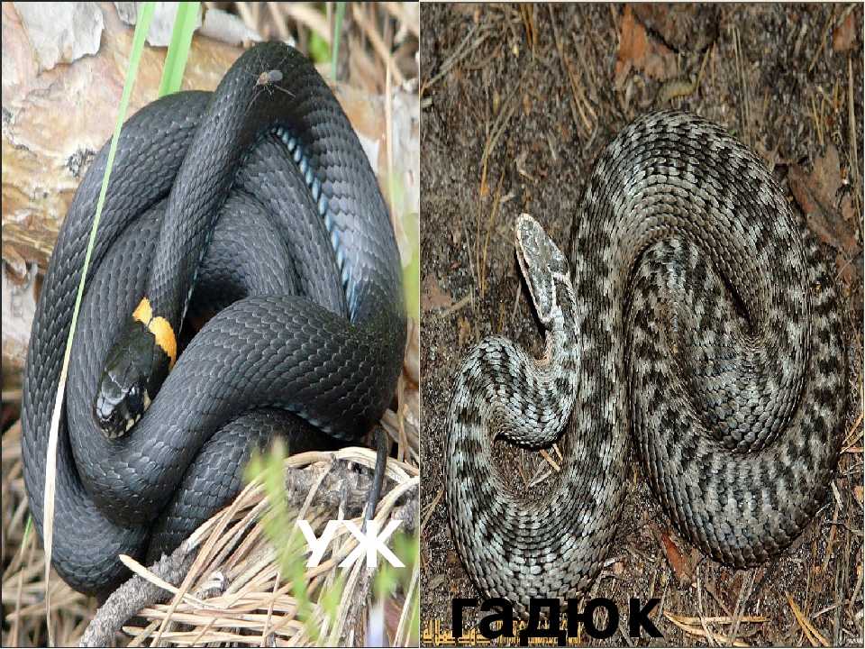 Змеи: особенности и виды змей. ядовиты и неядовитые змеи