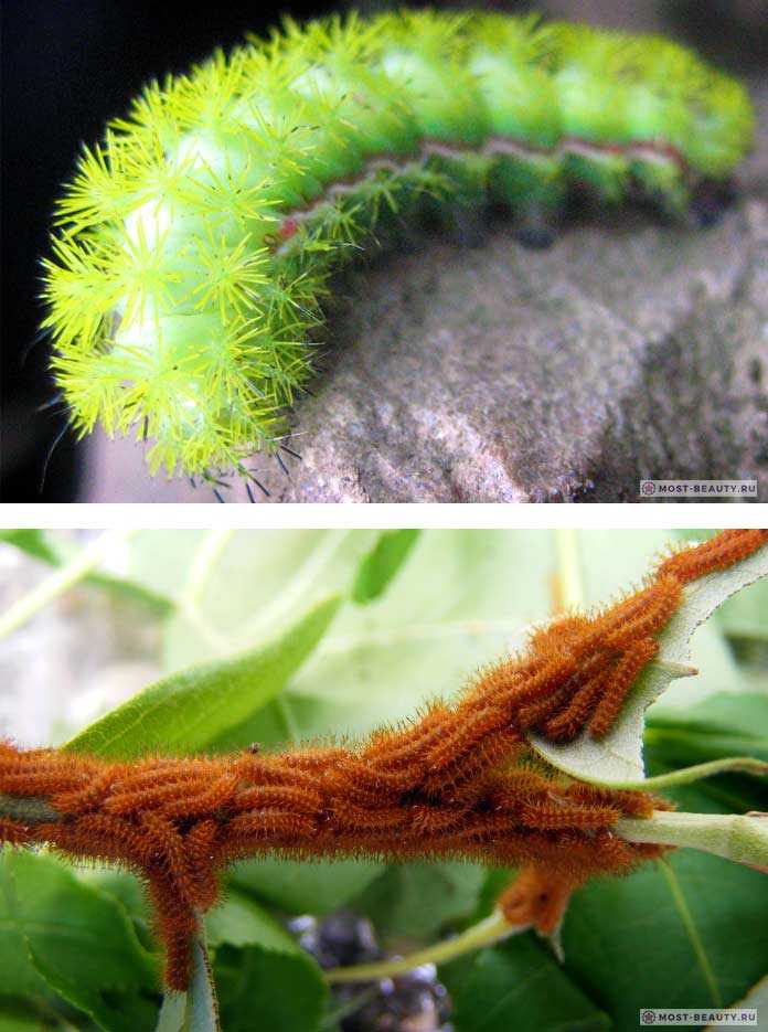 Волосатые гусеницы (мохнатые) – фото и описание