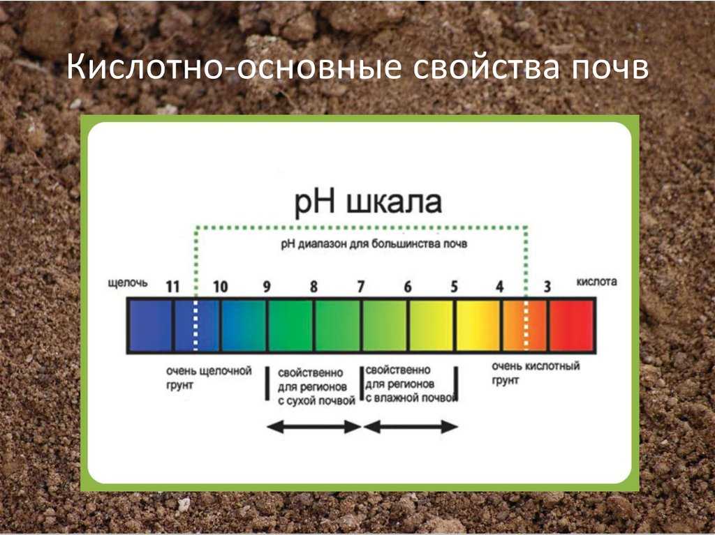 Как самостоятельно проверить кислотность почвы на своем участке на supersadovnik.ru