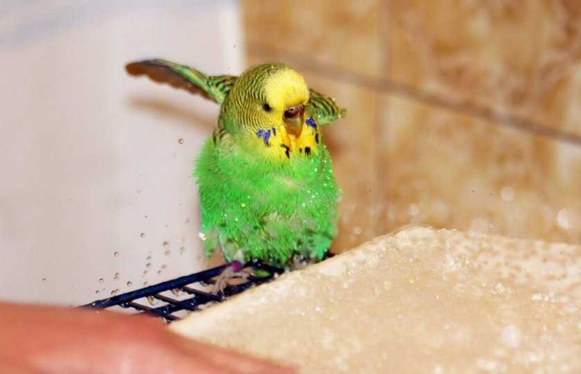 Чудеса звукообразования у попугаев