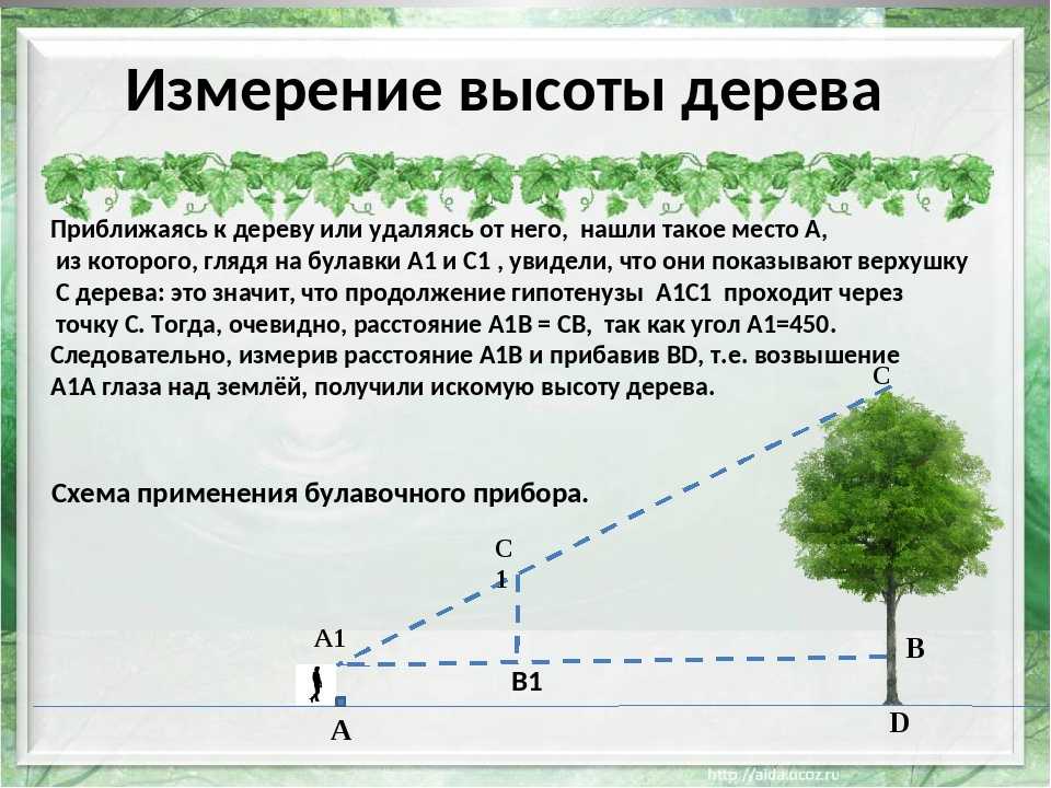 Топ-3 способа измерить высоту дерева