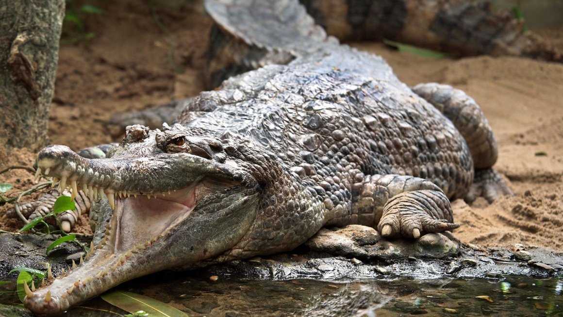 Как выжить при встрече с крокодилом или аллигатором