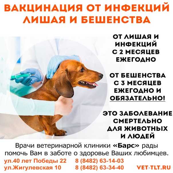 Вакцинация собак от бешенства: график прививок и выбор вакцины