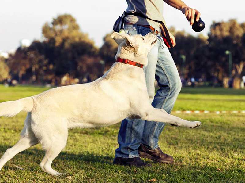 Как дрессировать взрослую собаку в домашних условиях и научить выполнять команды