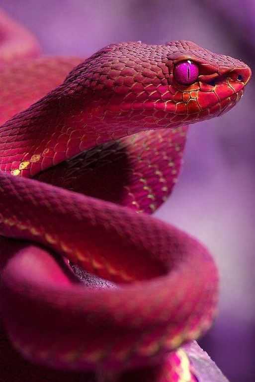 Аспидовые змеи — внешний вид, образ жизни, список подвидов
