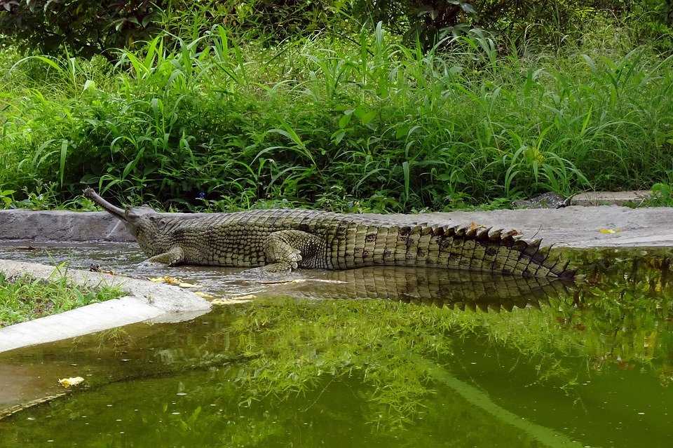 Отличие кожи аллигатора от кожи крокодила или кожи каймана и как отличить крокодиловую кожу от подделки