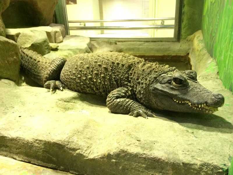 Отличие аллигатора от крокодила, чем могут отличаться