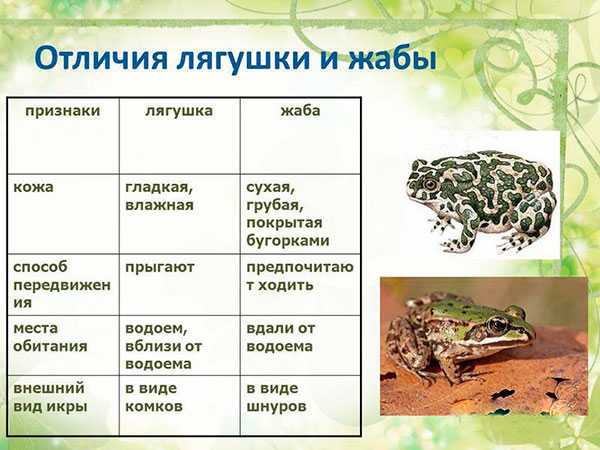 Ядовитые лягушки и жабы