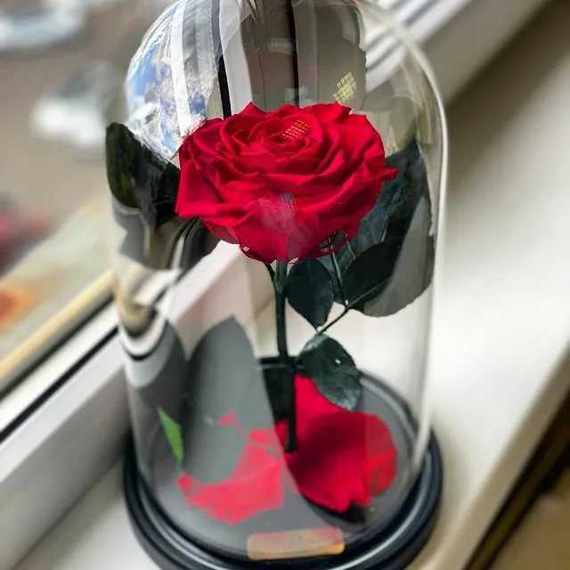 ᐉ радужные розы как выращивают - ogorod-u-doma.ru