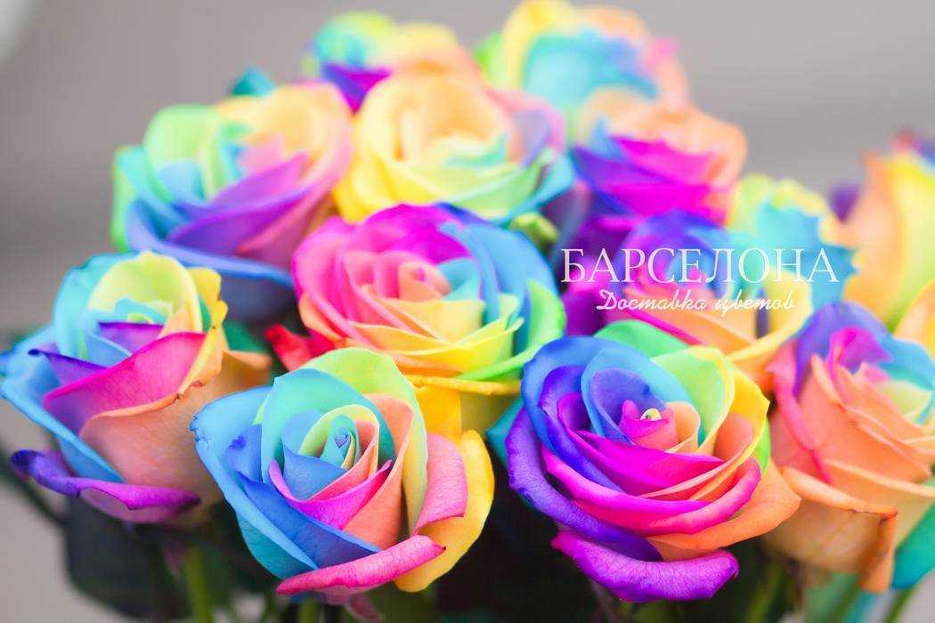 Радужные розе: как получить разноцветный цветок в домашних условиях