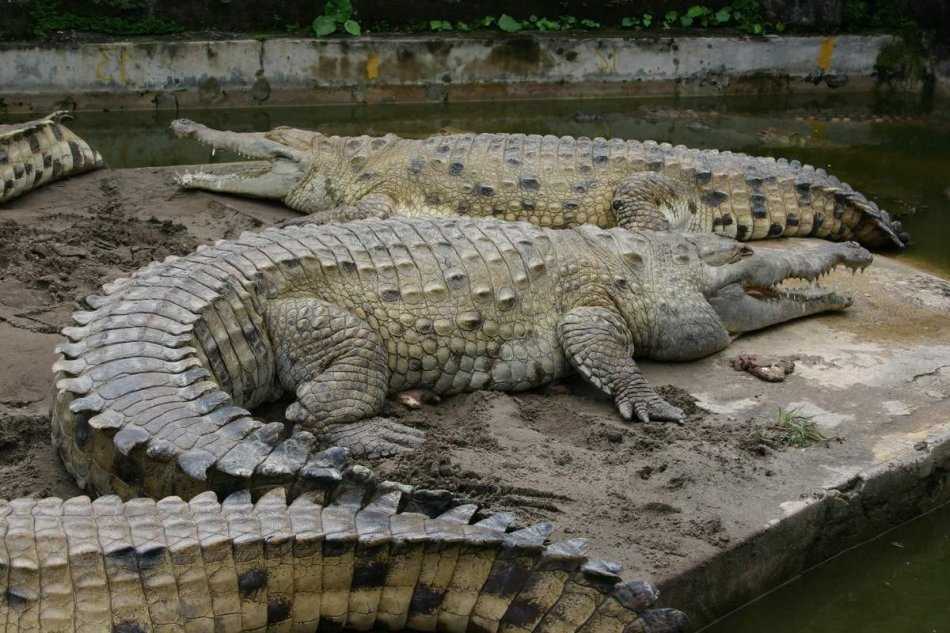 Чем крокодилы отличаются от аллигаторов? — природа мира