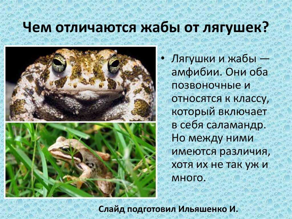 Чем отличается жаба от лягушки — основные отличия - всё просто