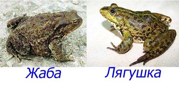 Чем отличается жаба от лягушки? сходство лягушки и жабы