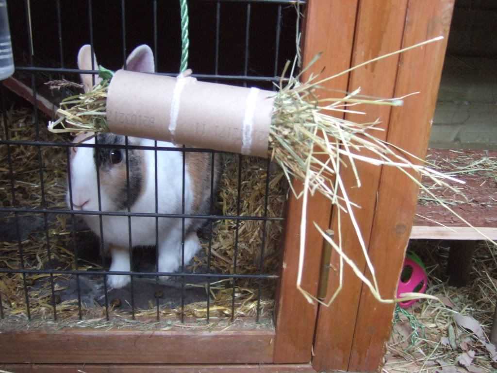 Как играть с кроликом: с чем декоративные кролики играют дома