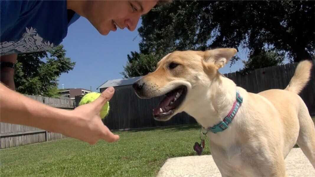 Дрессировка собак: как тренировать животное, выбор кинолога или самостоятельные занятия, основные правила и ошибки